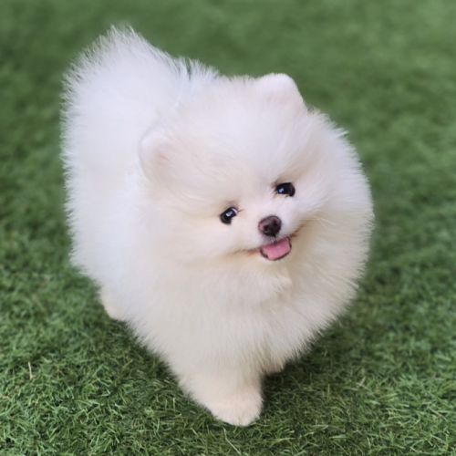 Magnifique spitz femelle extra miniature lof #1