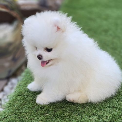 Magnifique spitz femelle extra miniature lof #3