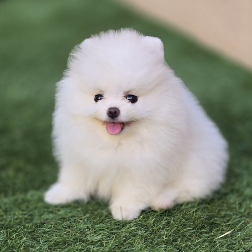 Magnifique spitz femelle extra miniature lof #8