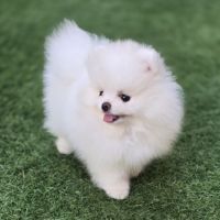 Magnifique spitz femelle extra miniature lof #2