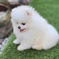 Magnifique spitz femelle extra miniature lof #3