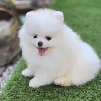 Magnifique spitz femelle extra miniature lof #4