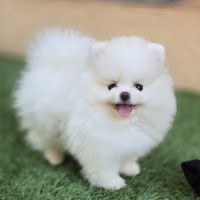 Magnifique spitz femelle extra miniature lof #5