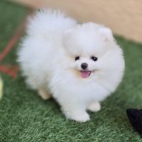 Magnifique spitz femelle extra miniature lof