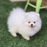 Magnifique spitz femelle extra miniature lof #7