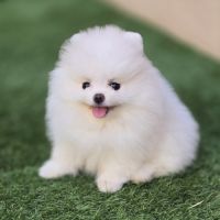 Magnifique spitz femelle extra miniature lof #8