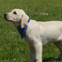 Chiot mâle labrador sable lof