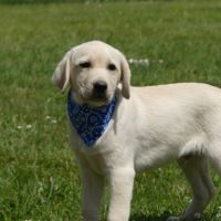 Chiot mâle labrador sable lof #2