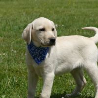 Chiot mâle labrador sable lof #3