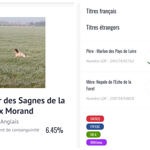 Setter anglais pour saillie #1