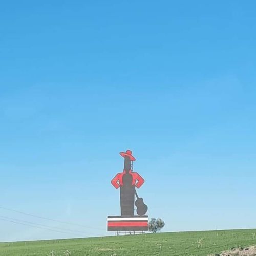 Setter anglais pour saillie #3