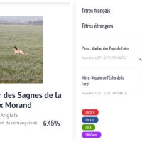 Setter anglais pour saillie #1