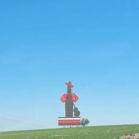 Setter anglais pour saillie #3