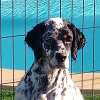 Setter anglais pour saillie #6