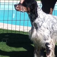 Setter anglais pour saillie #7