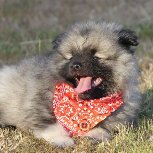 Chiots spitz allemand loup lof #3