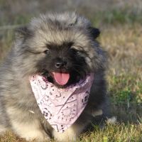 Chiots spitz allemand loup lof #0