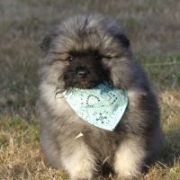 Chiots spitz allemand loup lof #2