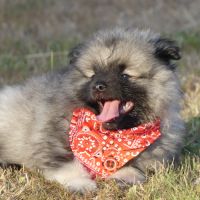 Chiots spitz allemand loup lof #3