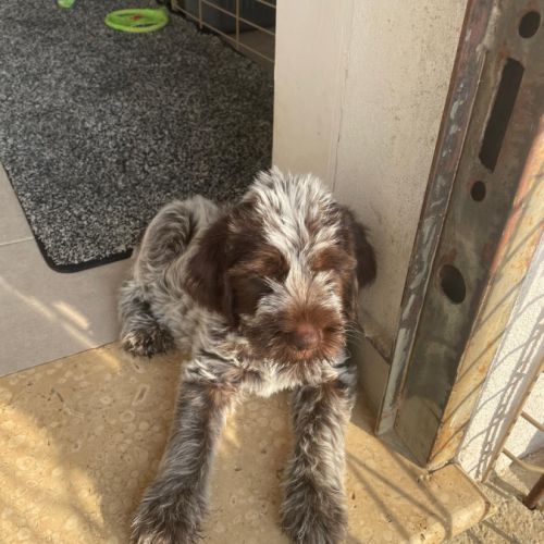 Vends 3 chiots  korthals mâles #1