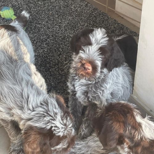 Vends 3 chiots  korthals mâles #2