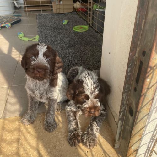 Vends 3 chiots  korthals mâles #3