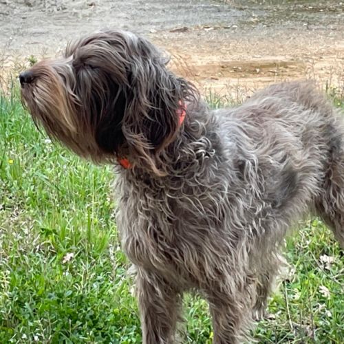 Vends 3 chiots  korthals mâles #4