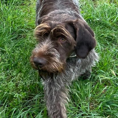 Vends 3 chiots  korthals mâles #5