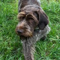 Vends 3 chiots  korthals mâles #5