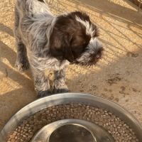 Vends 3 chiots  korthals mâles