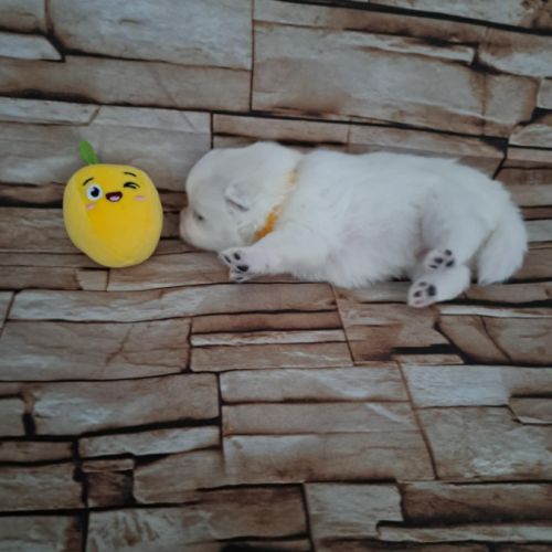 Chiots spitz japonais lof #2