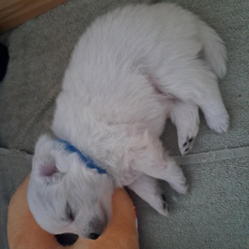 Chiots spitz japonais lof #3