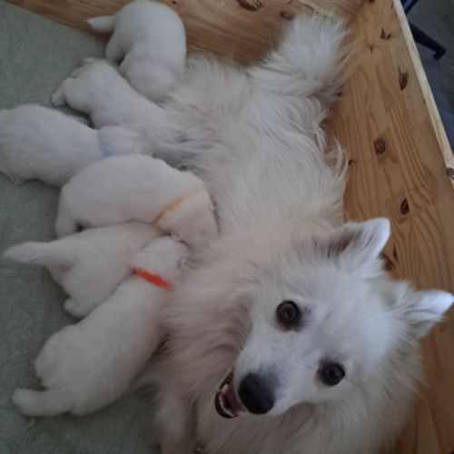 Chiots spitz japonais lof #4