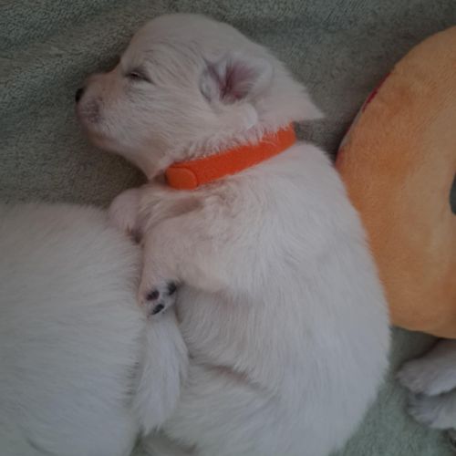 Chiots spitz japonais lof #6