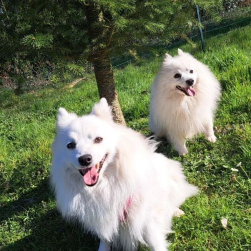 Chiots spitz japonais lof #8