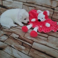 Chiots spitz japonais lof