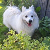 Chiots spitz japonais lof #5