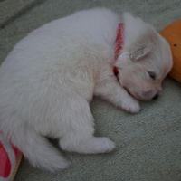 Chiots spitz japonais lof #7