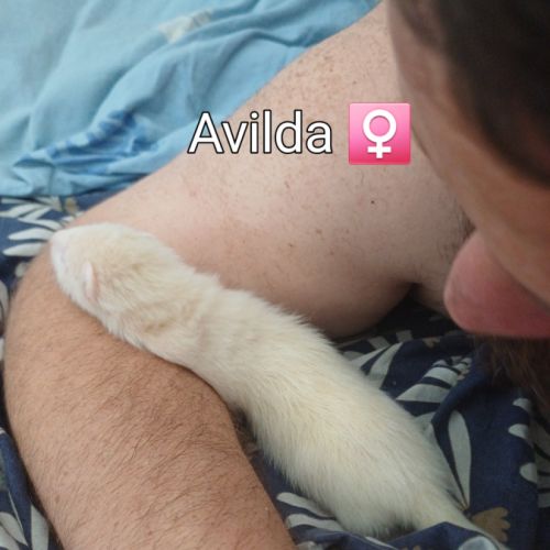 Furetons à réserver #3