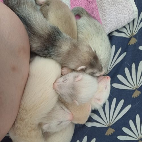 Furetons à réserver