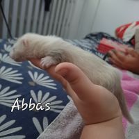 Furetons à réserver #1