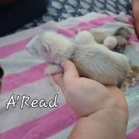 Furetons à réserver #2