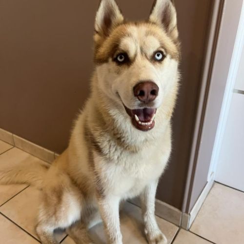 Mâle husky lof - parents testés #1