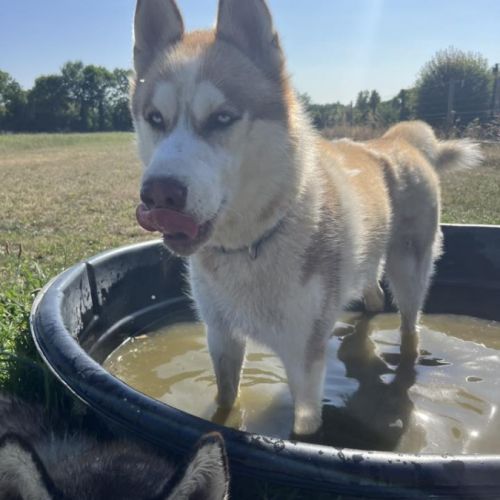Mâle husky lof - parents testés #3