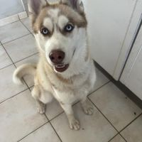 Mâle husky lof - parents testés #2