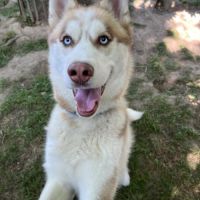 Mâle husky lof - parents testés