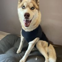 Mâle husky lof - parents testés #5