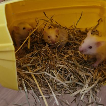 Donne bébé hamster 🐹 et adultes #2