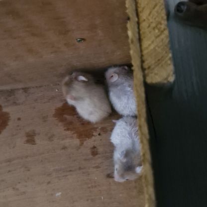 Donne bébé hamster 🐹 et adultes #3