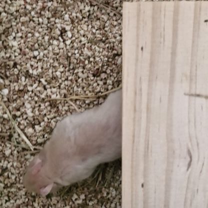 Donne bébé hamster 🐹 et adultes #5